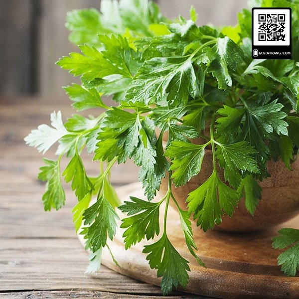 Hạt giống mùi tây parsley (ngò tây)