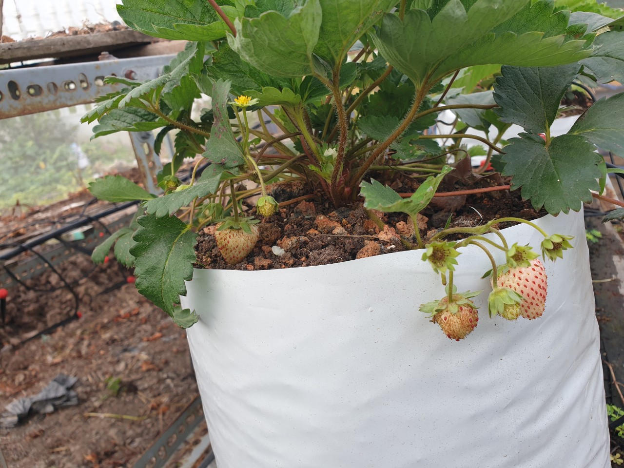 Túi PE trồng cây 2kg
