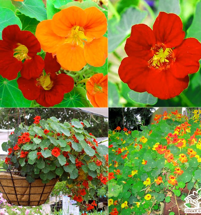 Hạt giống hoa Sen Cạn Nhiều Màu - ( 1 gói 15 hạt )
