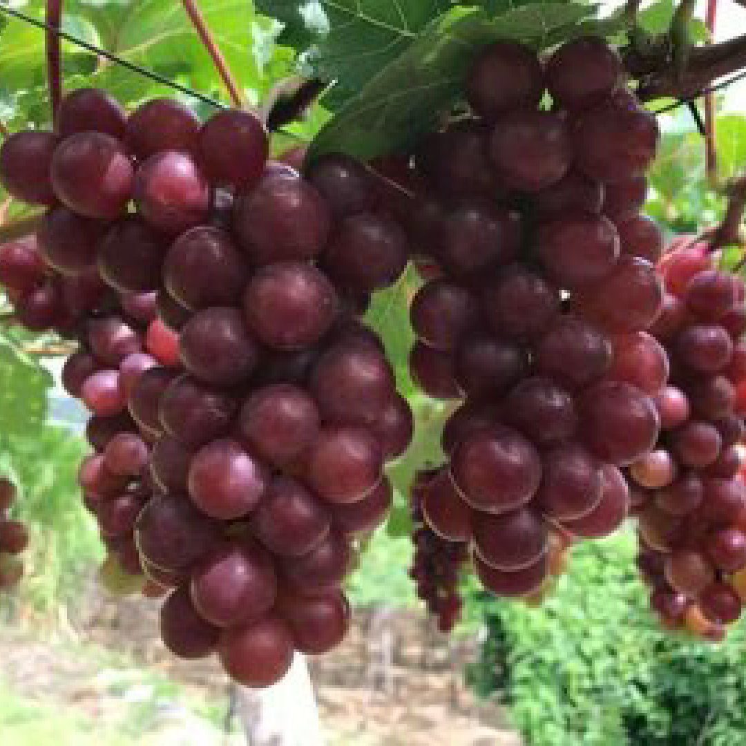 [HCM1] Vang nho Phan Rang - Ninh Thuận (750ml - chai nhựa)