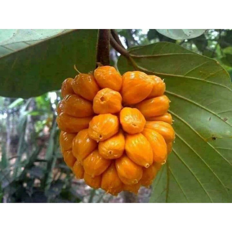 Cây giống mít tố nữa ghép