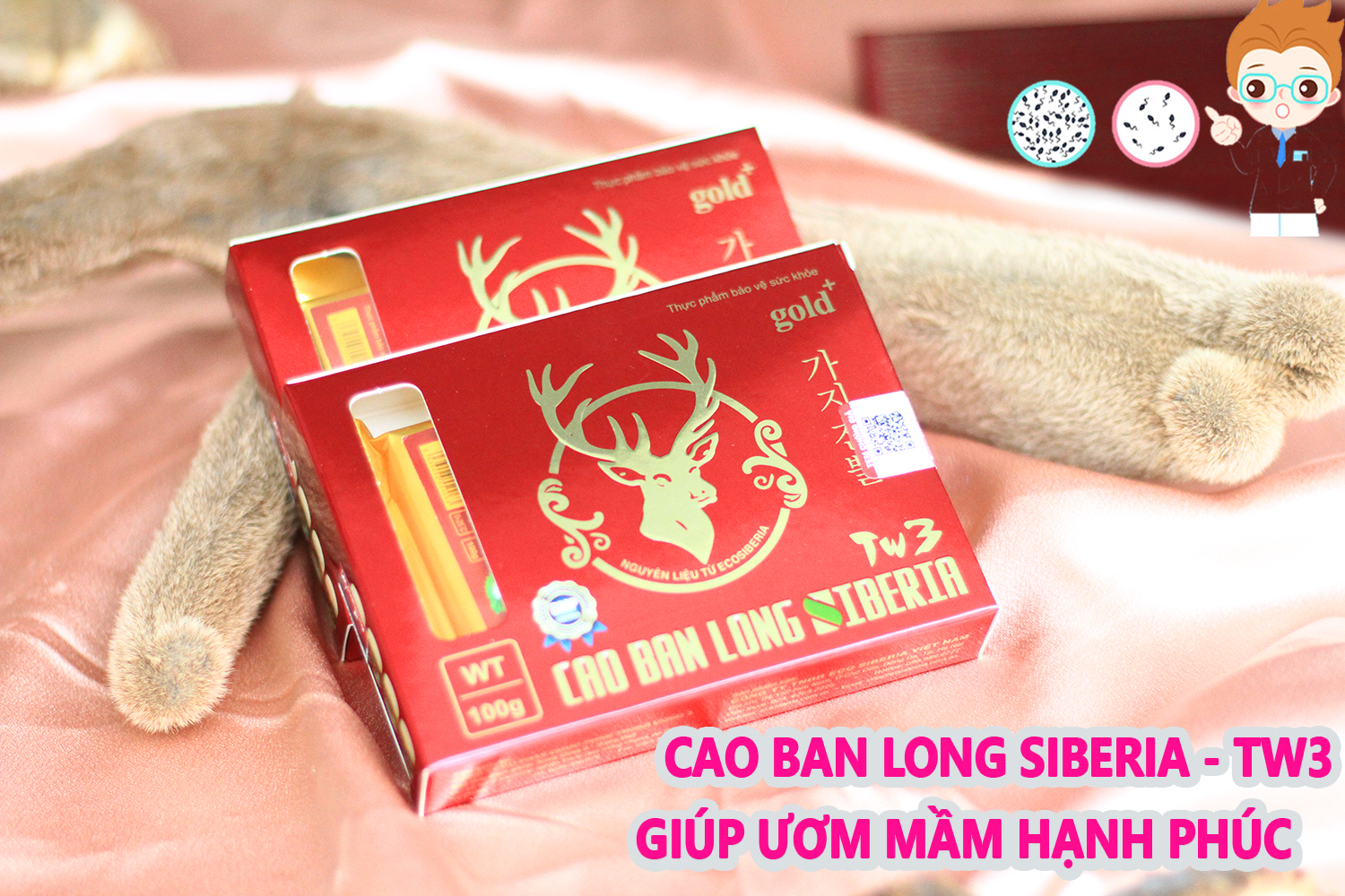 CAO BAN LONG SIBERIA - TW3