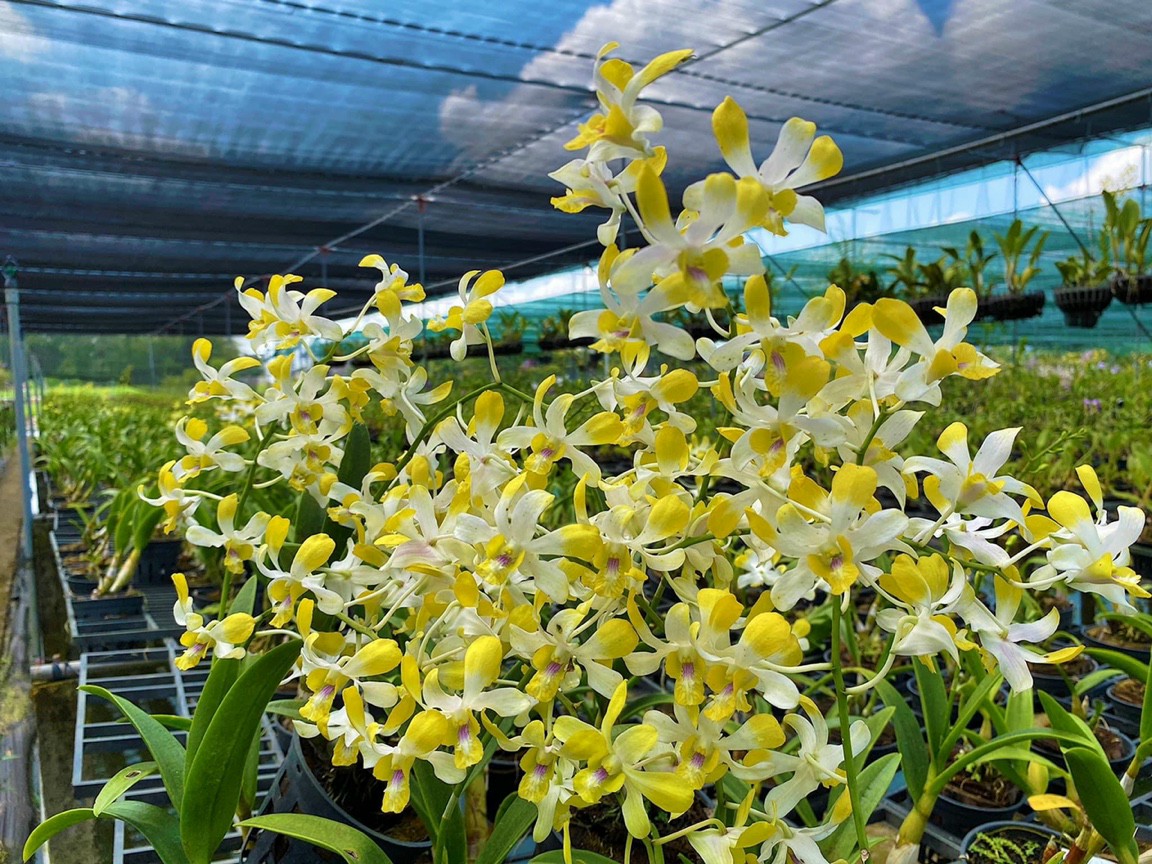 HOA LAN NẮNG THƠM BANANA