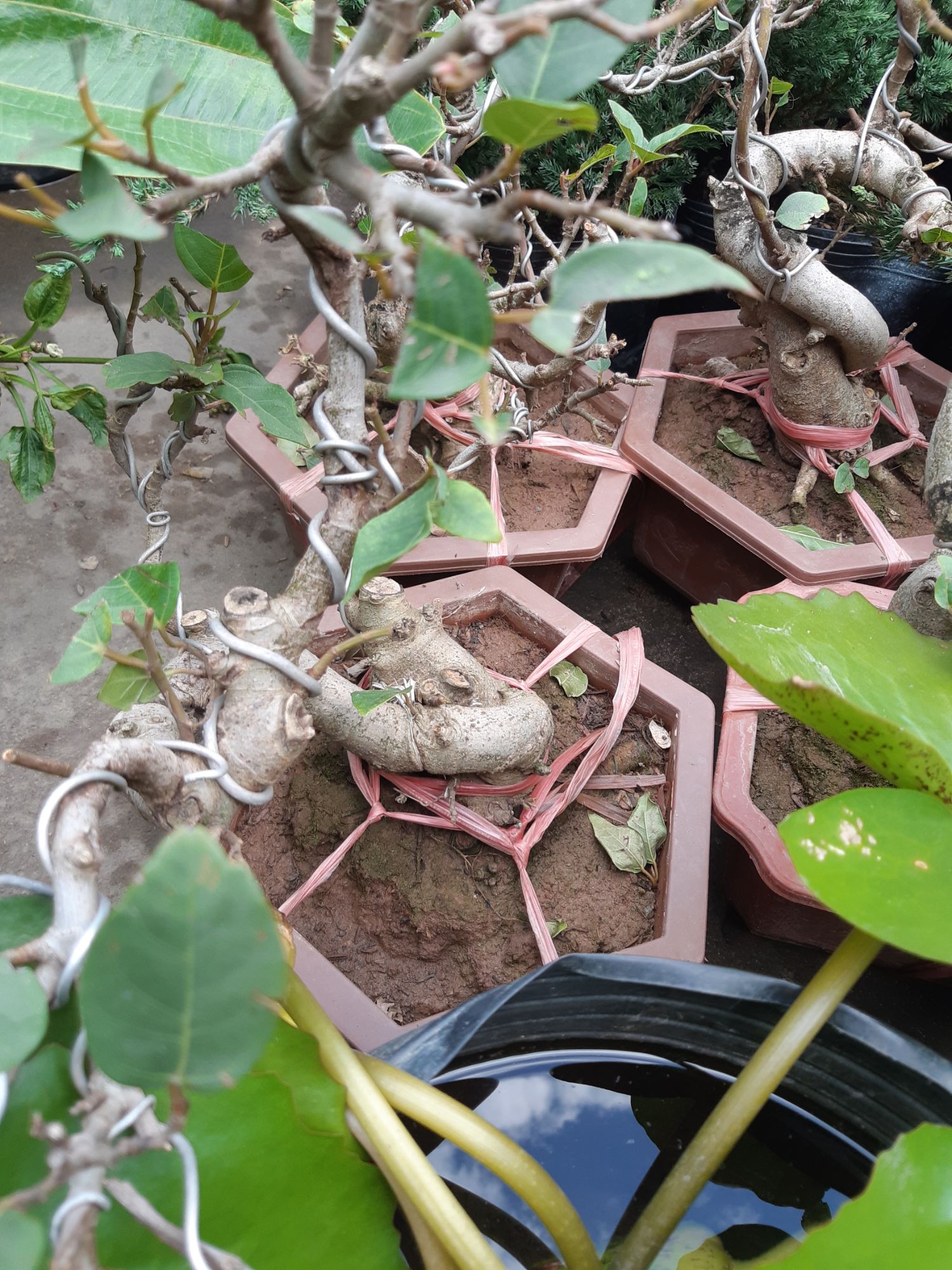sung bonsai gốc LỚN