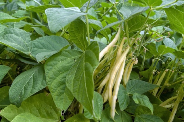 Italian Yellow Cove Bean Seeds