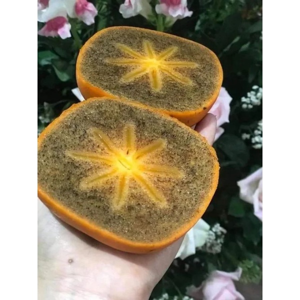 Cây giống hồng đen socola siêu sớm (cây giống có bảo hành )