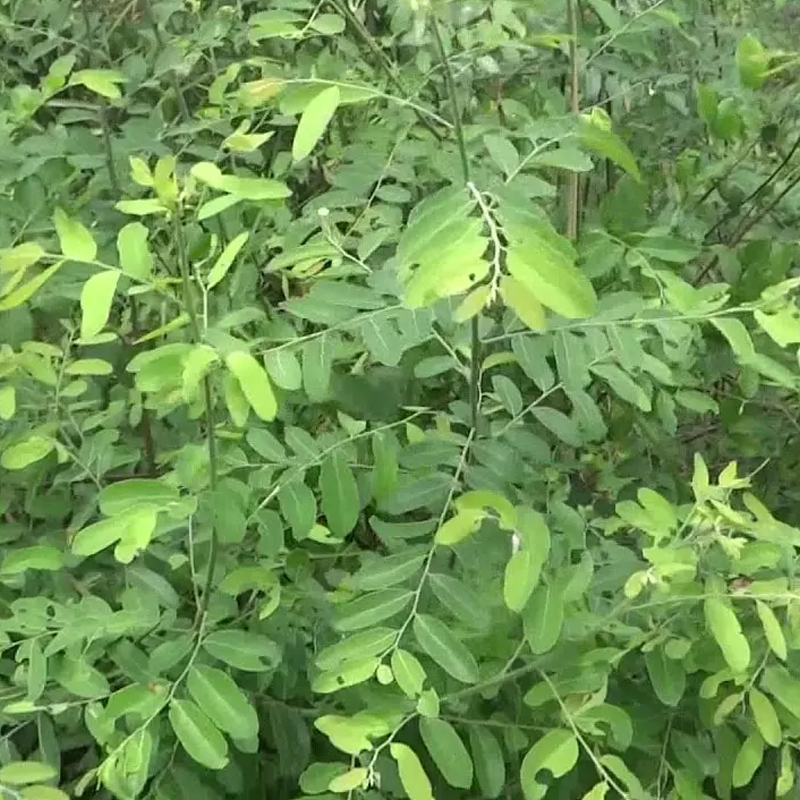 Cây mực (phèn đen) – 1KG - DV206