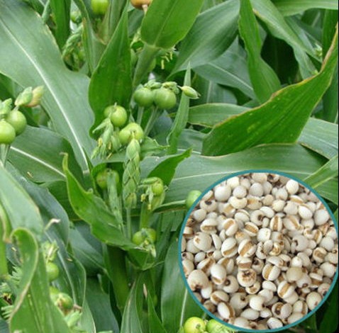 1kg Hạt ý dĩ - Hạt bobo