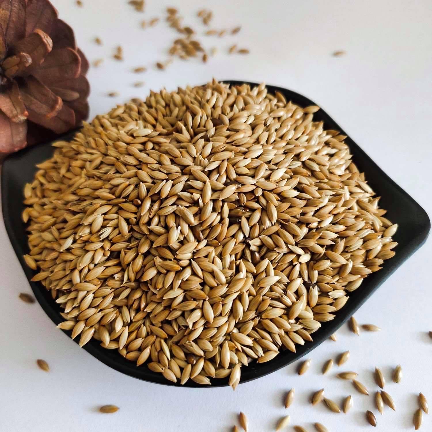 5kg hạt láng cho Yến Hót, Chim Cảnh.