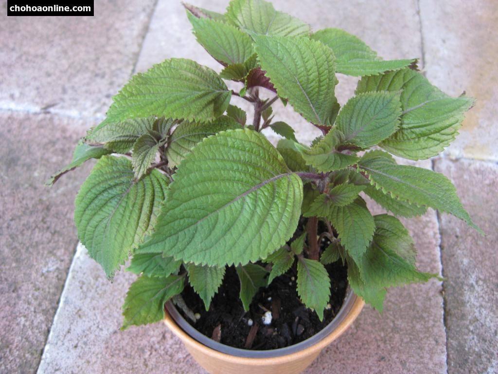 Cây Tía Tô - Chậu Rau