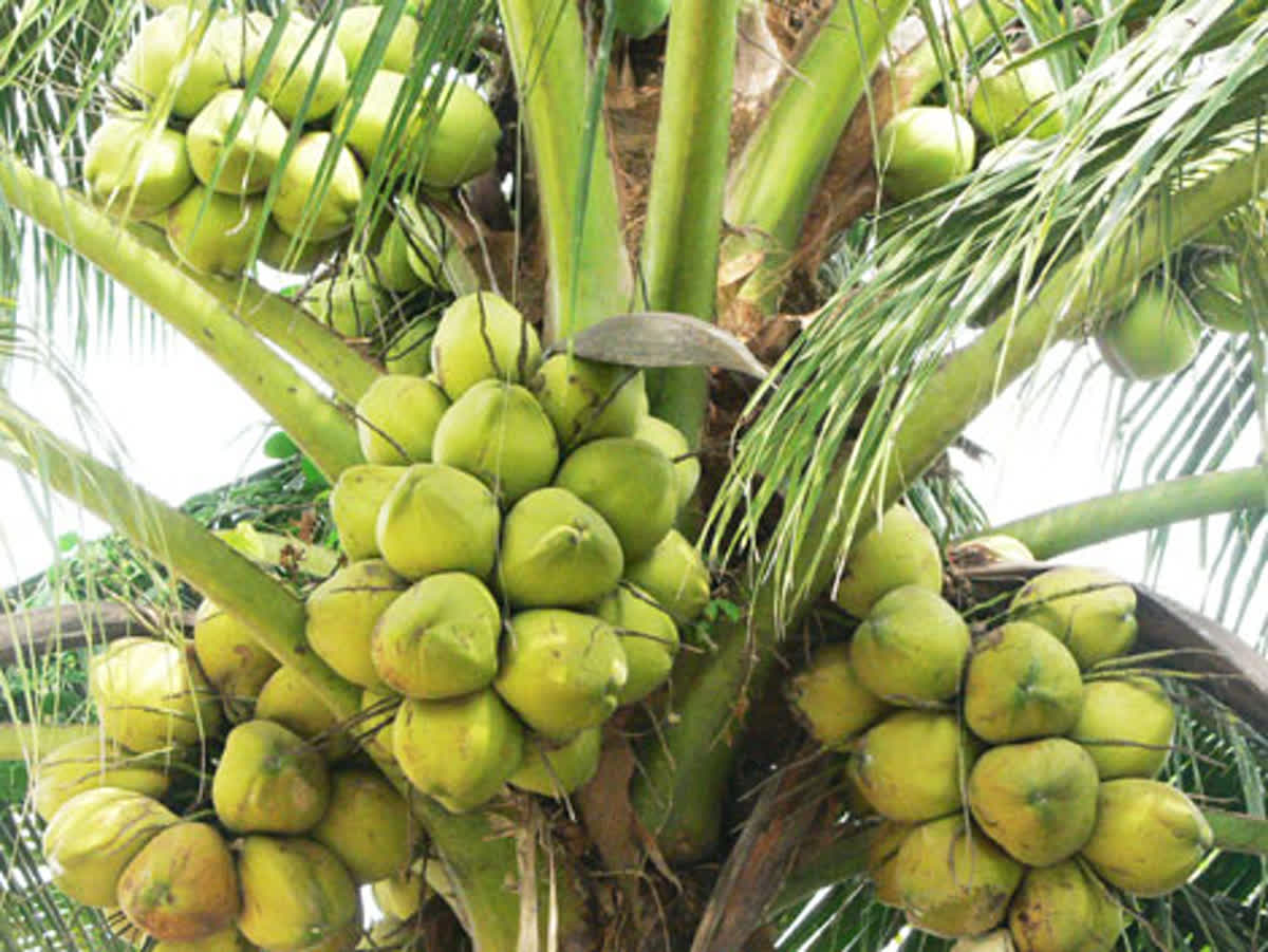2 cây dừa vàng (dừa tam quan)