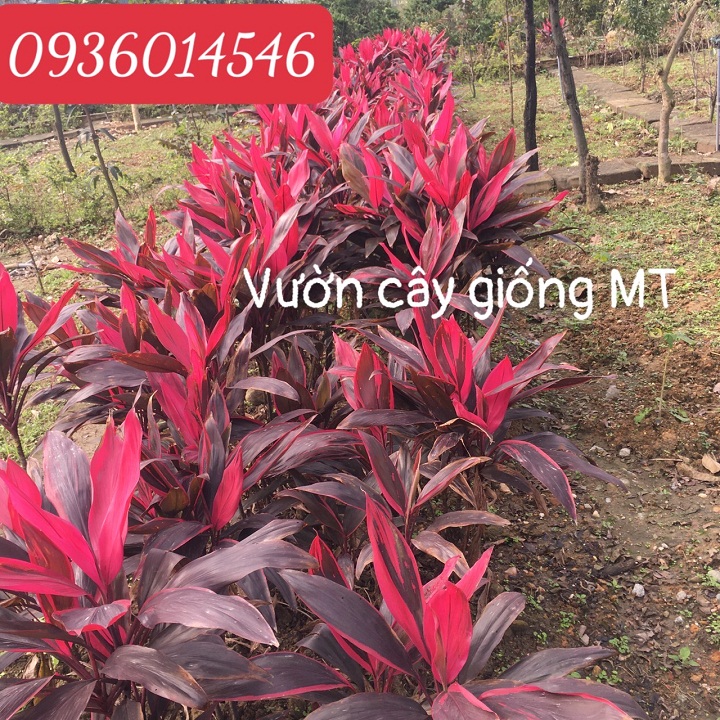 cây huyết dụ , cây phất dụ, cây thiết dụ - (Cây giống- dược tính thần kì)