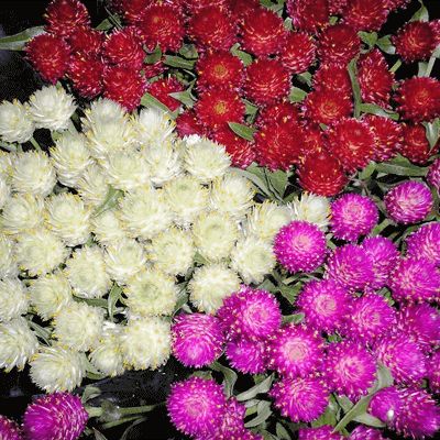 Hạt Giống Cúc Bạch Nhật Nhiều Màu (0.1gr)