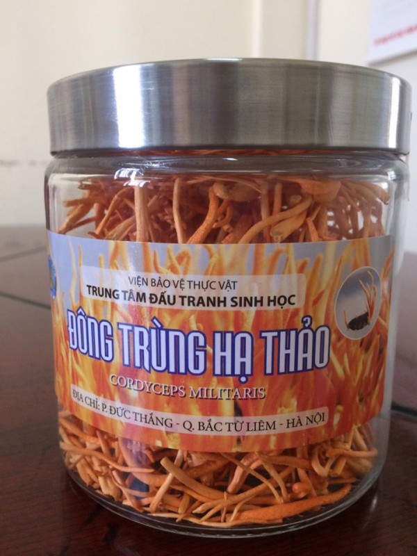 Đông trùng hạ thảo-Viện bảo vệ thực vật (lọ 22g) cao cấp