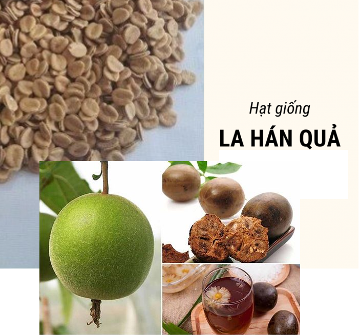 Hạt giống cây la hán quả (3 hạt) - VTNT