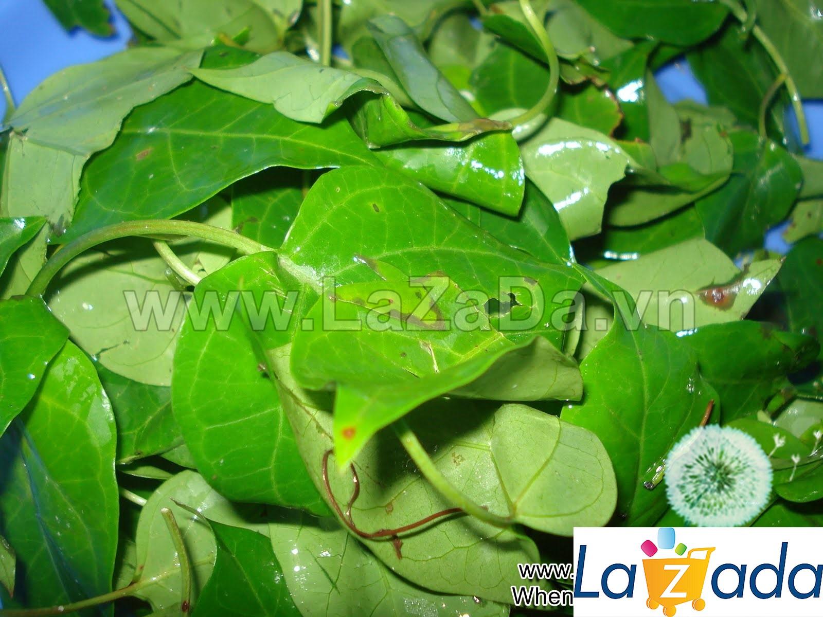 40.HẠT Hạt Giống Lá Giang (| B44*W50)