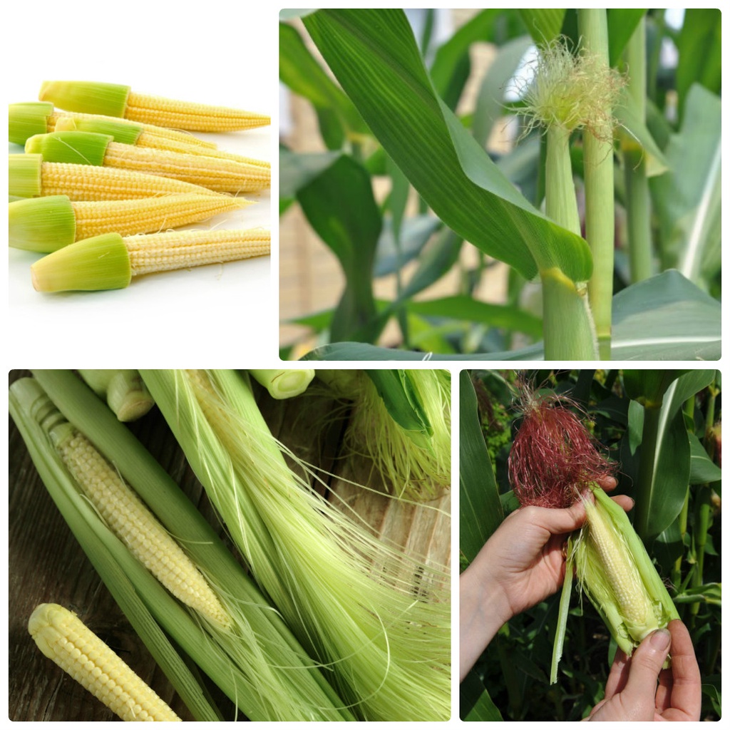 Hạt giống Bắp (Ngô) đủ loại (Nữ Hoàng Đỏ, Nếp Nù, Tím, Bắp Ngọt...)