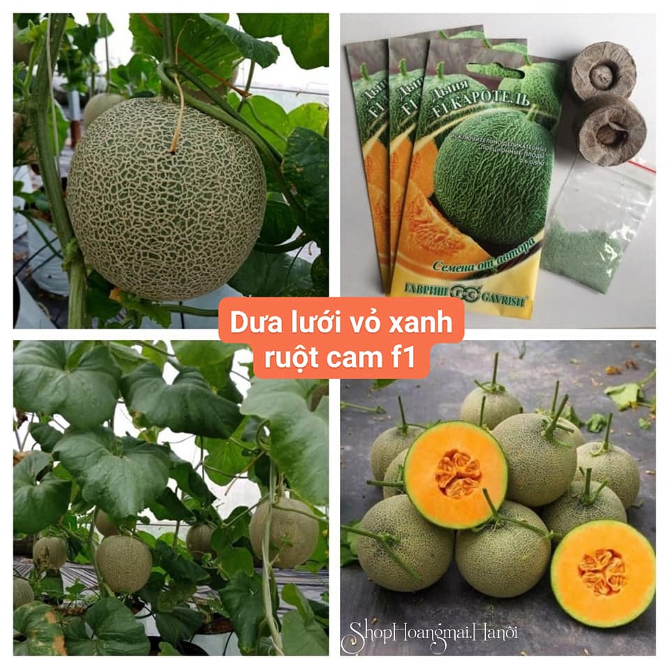 Hạt giống dưa lưới lai f1 rado 153 ruột vàng cam rạng đông gói 10hạt