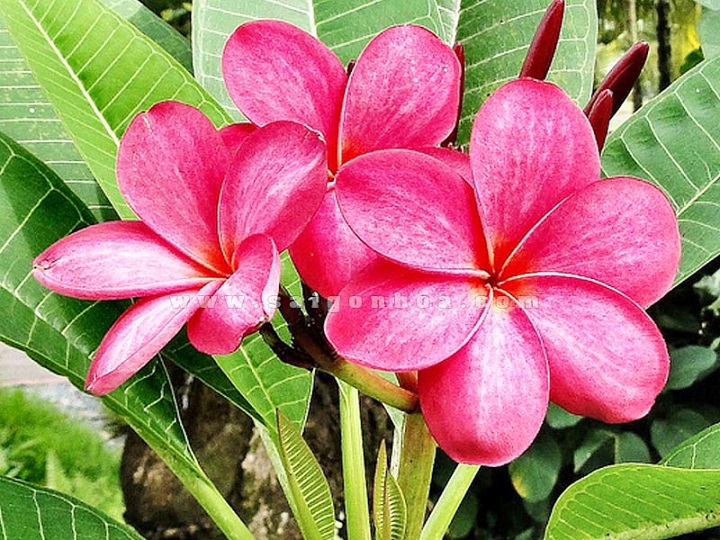 CÂY HOA ĐẠI ĐỎ (HOA SỨ , HOA SỨ CÙI ) SIÊU ĐẸP-BẦU CÂY GIỐNG