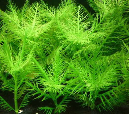 7 heads Willow scented aquarium
