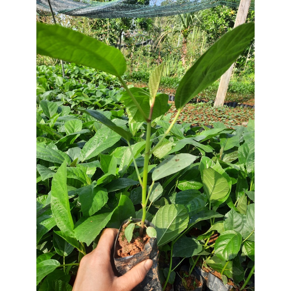 CÂY VẢ MẬT GIỐNG