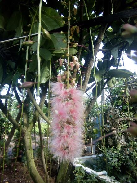 Combo 2 Cây Lộc vừng hoa to, chiều cao khoảng 50cm