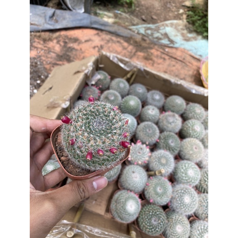 xương rồng bánh sinh nhật (size trung)