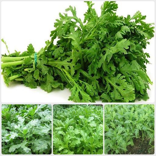 MJ87 Gói 150 Hạt Giống Rau Tần Ô (Rau Cúc) Chiệu Nhiệt, Năng Suất Cao Giống Mới Chịu Nhiệt 4 Mùa