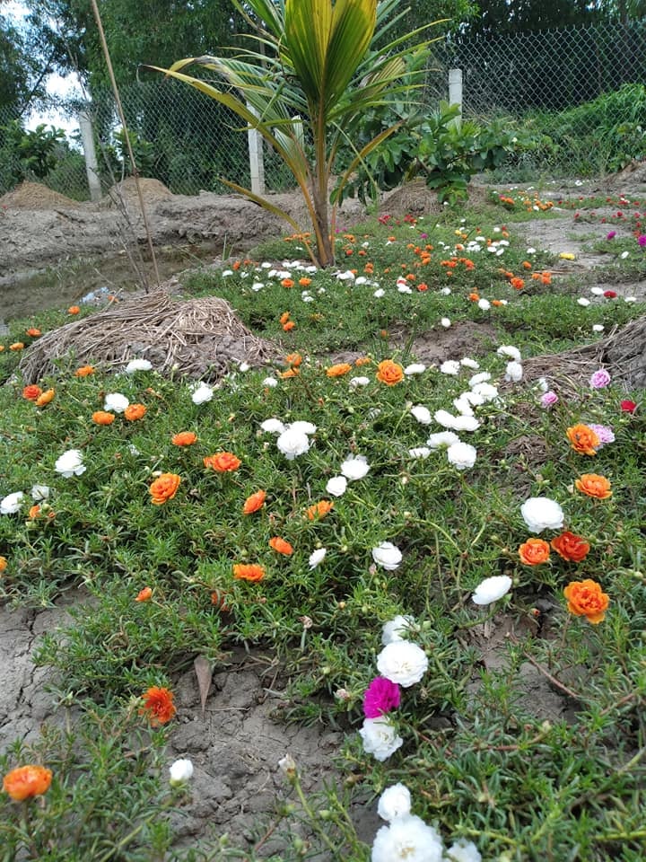 Hạt giống hoa mười giờ