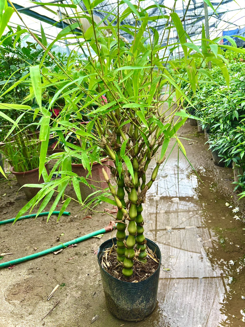 Chậu 3 cây trúc phật bà tam lộc