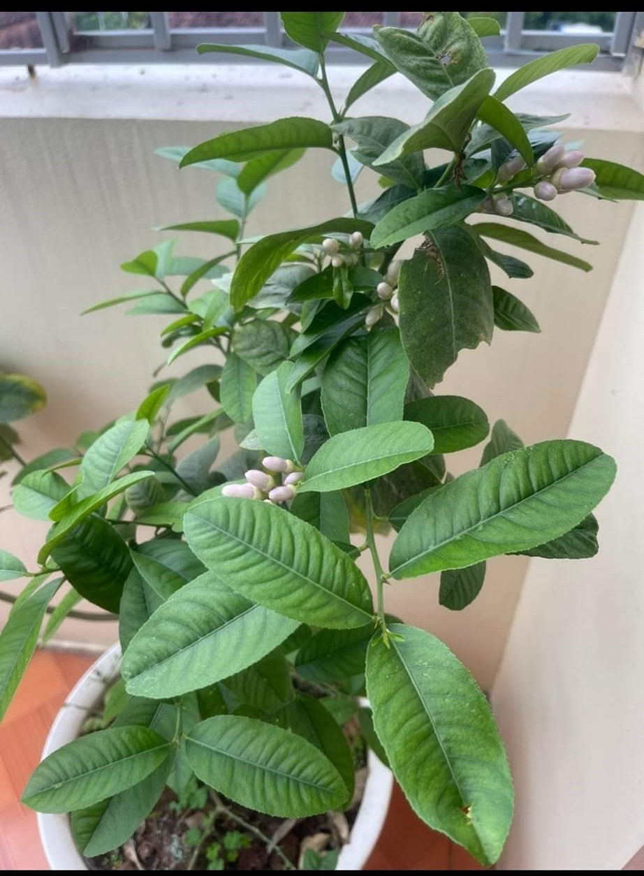 Cây Giống Chanh Vàng Mỹ
