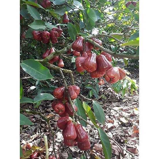CÂY GIỐNG ROI ĐỎ THÁI LAN SIÊU NGON