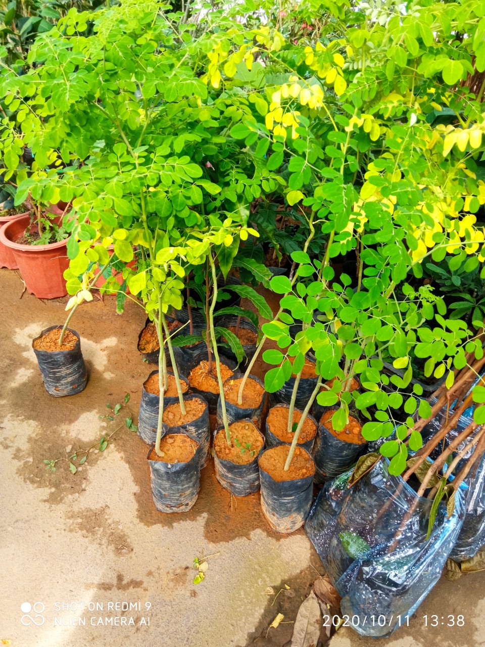 CÂY GIỐNG CHÙM NGÂY