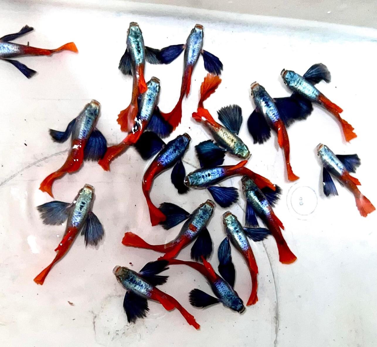 dumbo red tail guppy tai to