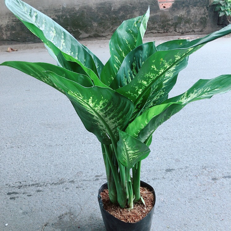 Cây Vạn Niên Thanh Size Lớn Cao 80cm Rộng 50cm
