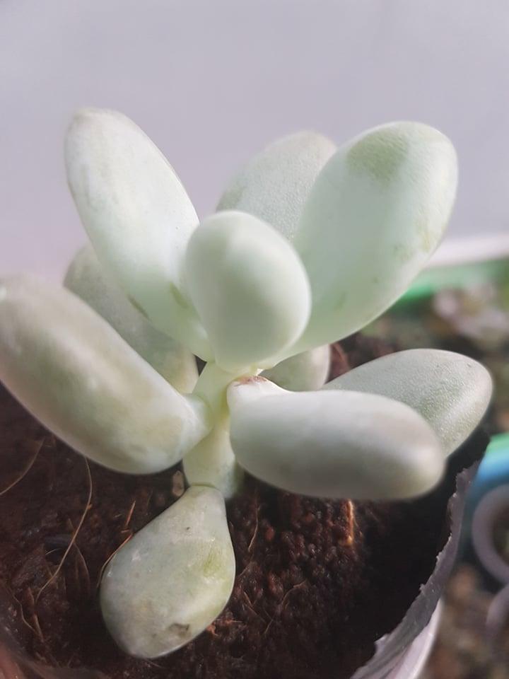 Sen Sỏi Đá Trắng