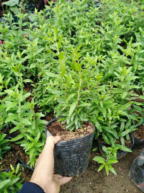 CÂY GIỐNG LỰU LÙN ĐỎ CAO SẢN 1