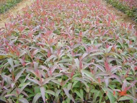 Hạt giống cây bạch đàn đỏ - gói 50gram