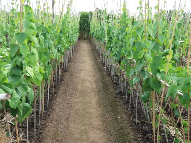 30 hạt giống sương sâm lông