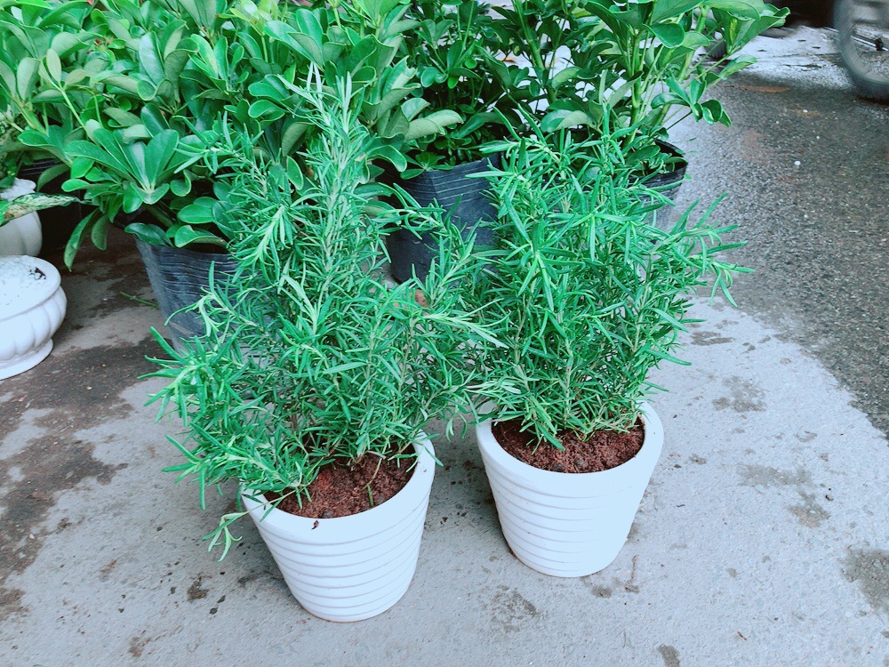 Combo 2 Chậu Hương Thảo