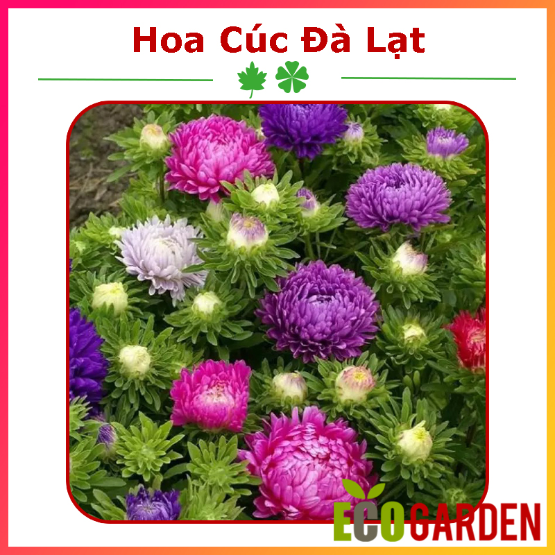 Hạt Giống Hoa Cúc Đà Lạt Nhiều Màu Mix (ECO.050)