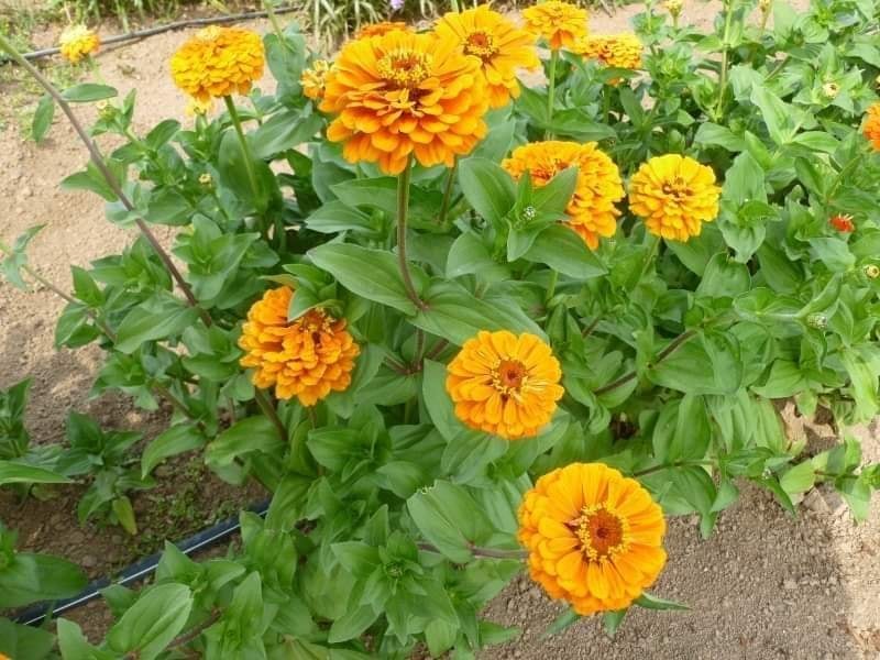 Hạt giống hoa cúc lá nhám 30 hạt