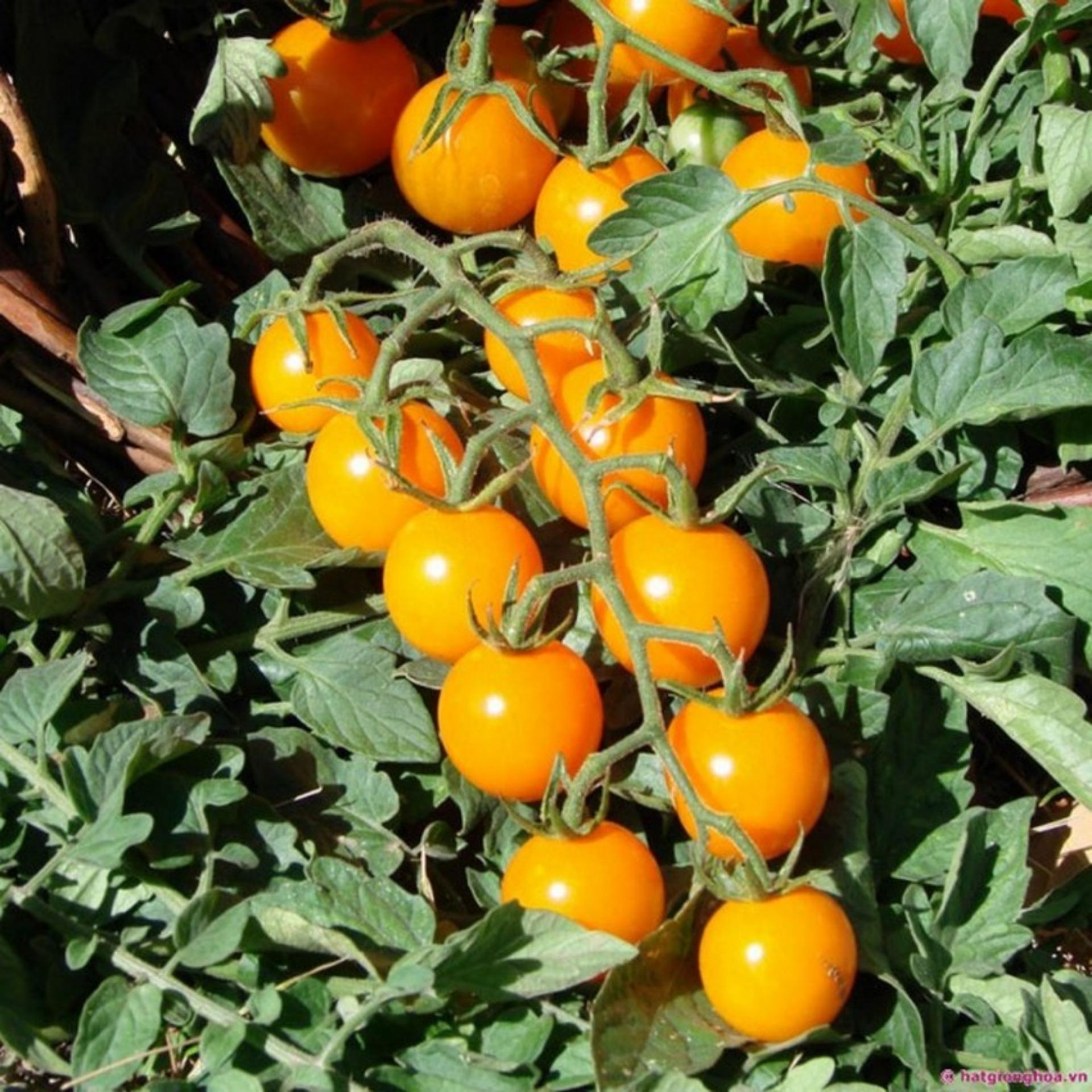 20 Hạt giống Cà chua cherry vàng (tặng Kích nẩy mầm, Hướng dẫn ươm)