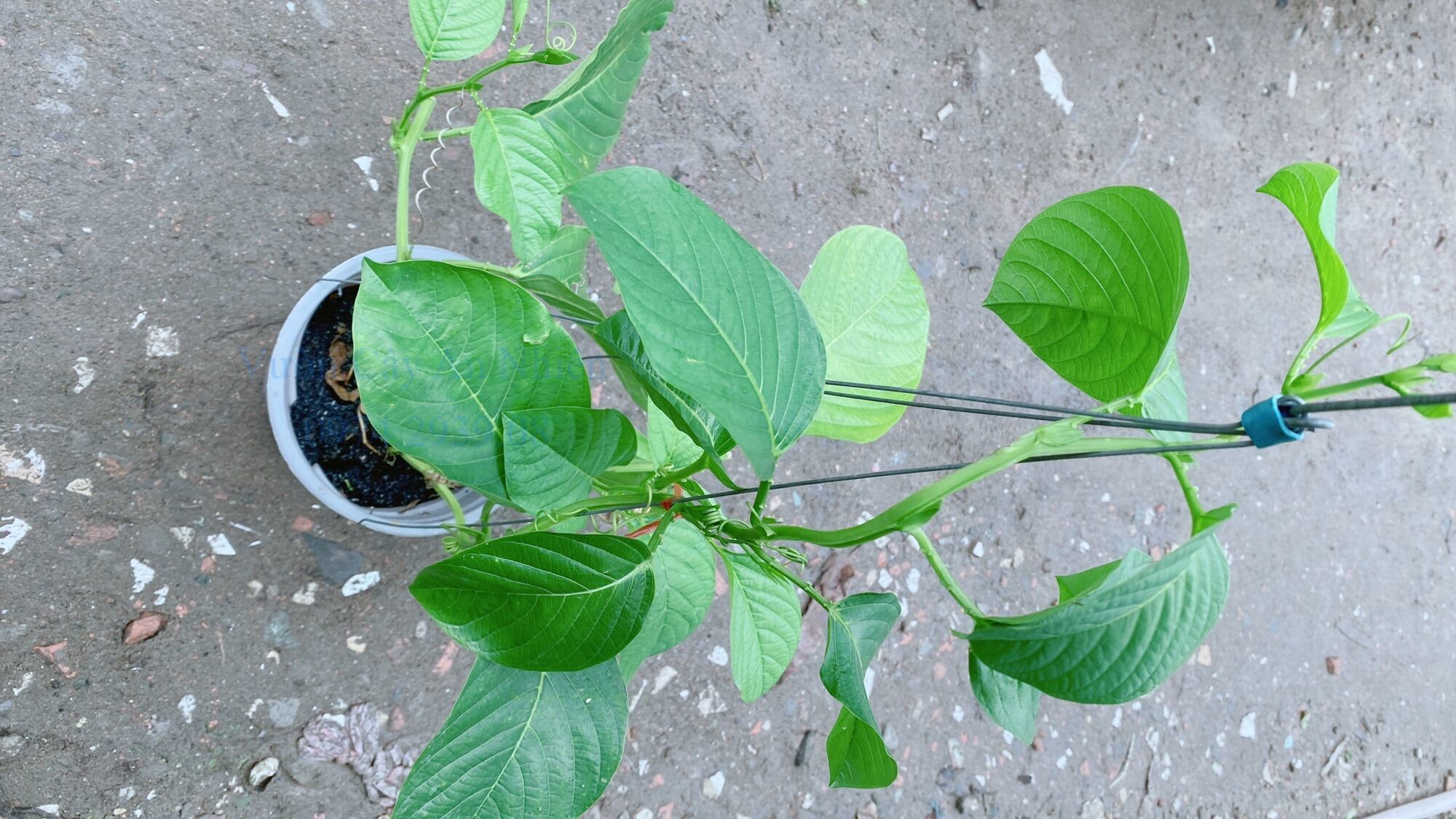 Cây dưa tây