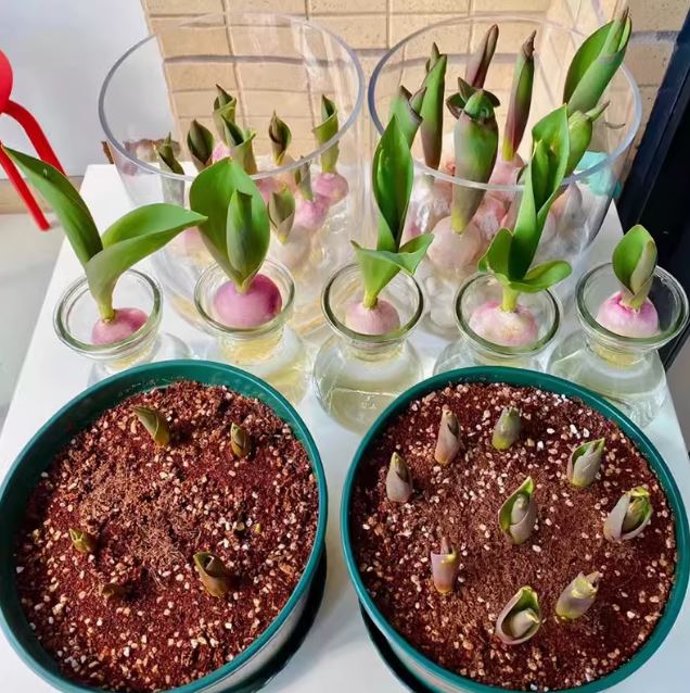 5 củ giống hoa tulip hoa màu đỏ