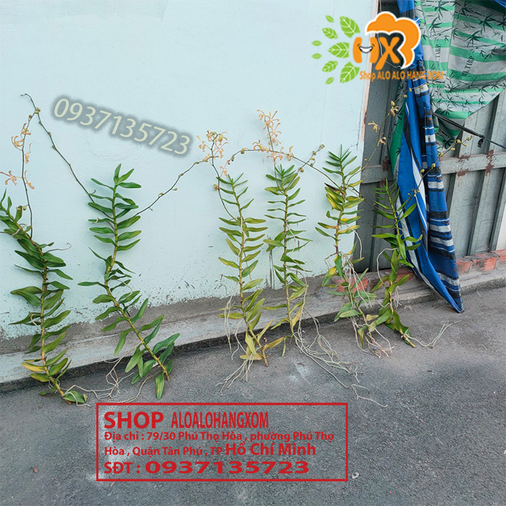 [HCM]CÂY LAN BÒ CẠP RẰN - CÂY CÓ 2 VÒI HOA
