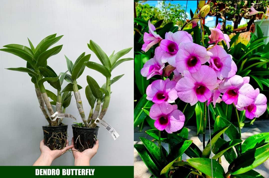 HOA LAN DENRO BUTTERFLY