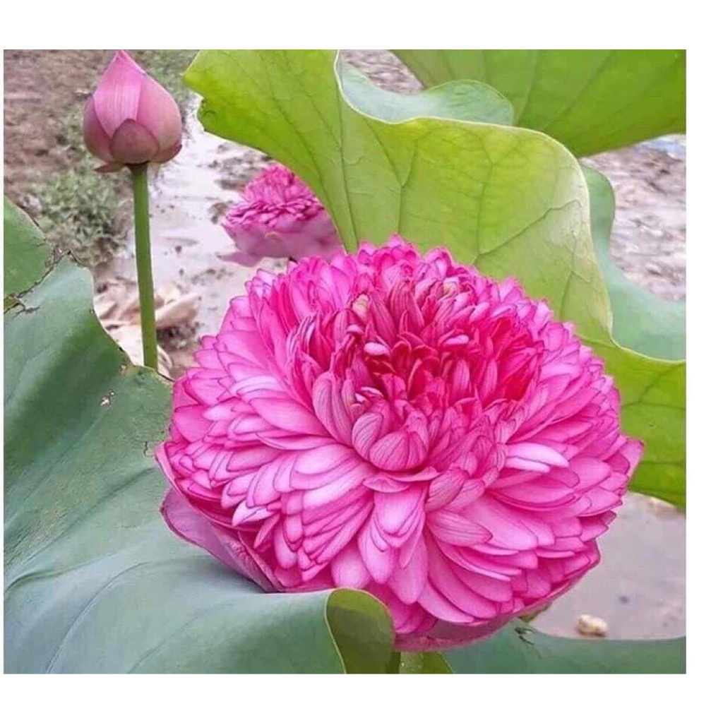 Củ sen thái giống- 12 loại- cho hoa sau 1 tháng trồng