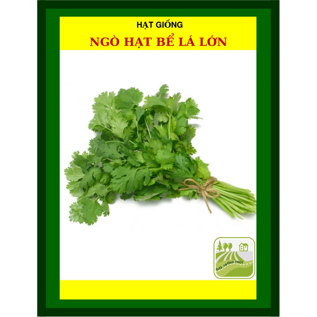 20G - Hạt Giống Ngò Rí Bạc Liêu