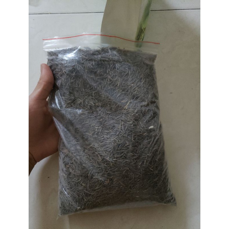 1 lạng - hạt giống sao nháy nhiều màu